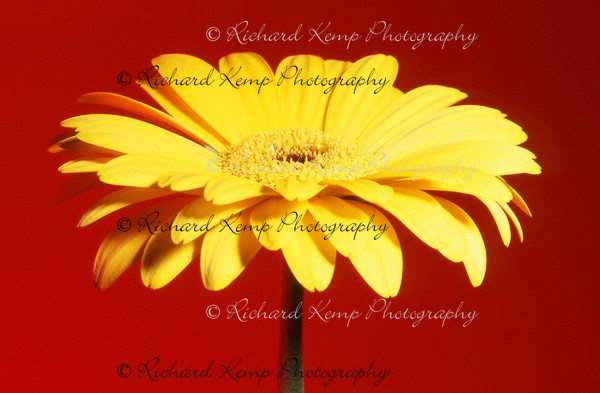 Gerbera - 35 - Plants