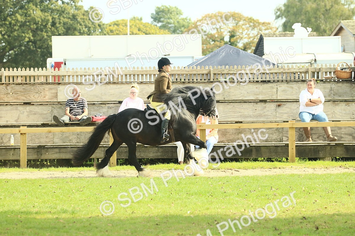 SBM_66628 - S34 - Rehabilitated Rescue Horse & Pony In Hand & Ridden