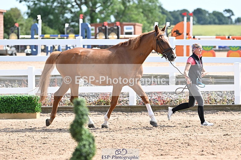 240717A-155555-03198 - Trot Up 3pm to 4pm