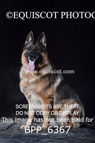 BPP_6367 - CARLA DOGS