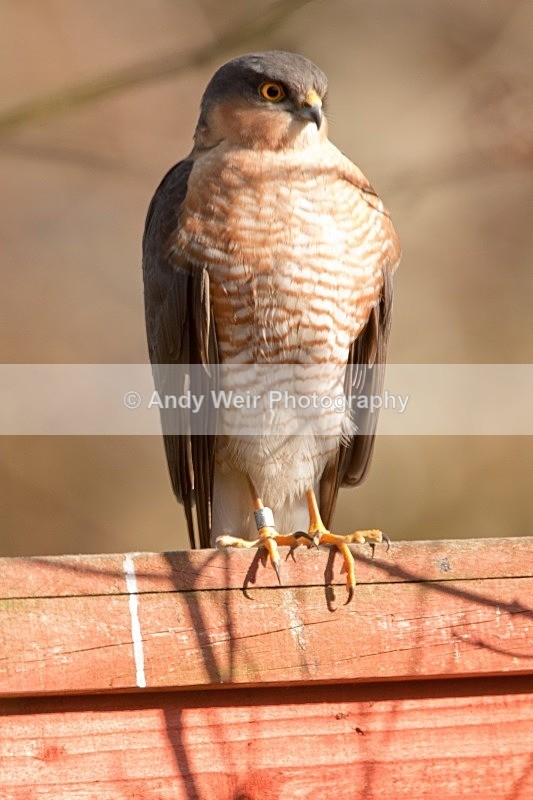 20100307-127 - Sparrowhawk