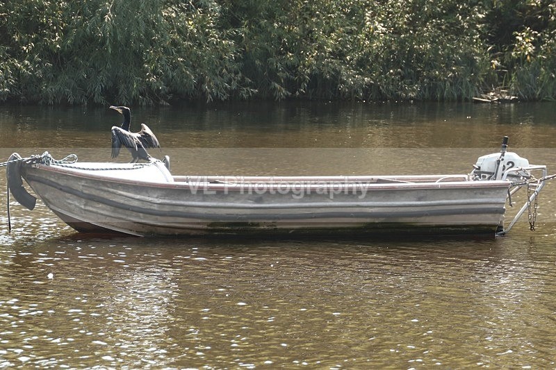 Cormorant on a Boat - Animals and Birds