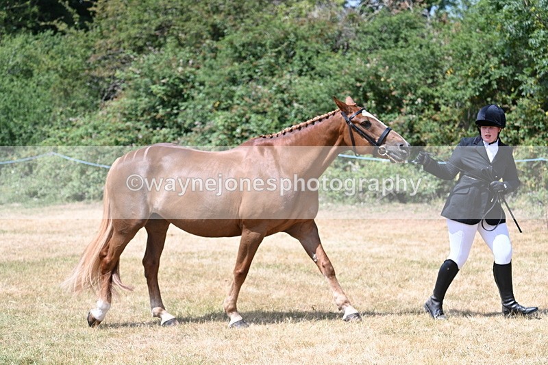 WJ7_1989 - Class 4a Prettiest Mare 14.2hh and over hand