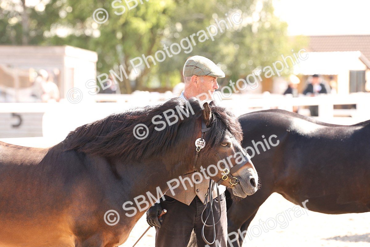 SBM_14110 - Class 207 - IH M&M