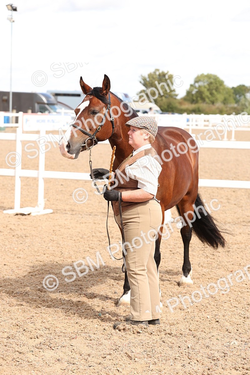 SBM_13978 - Class 205 - IH Show Pony - Show Hunter Pony