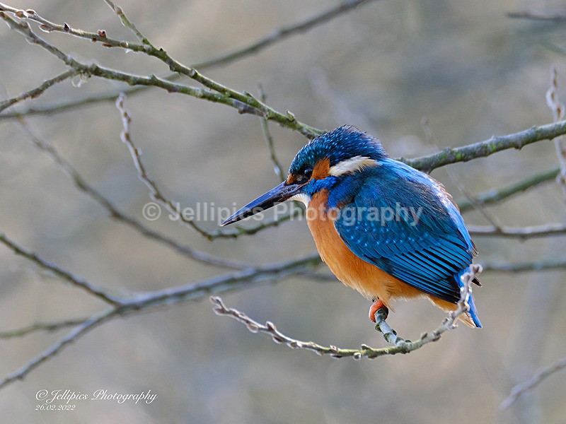  - Wildlife and Nature
