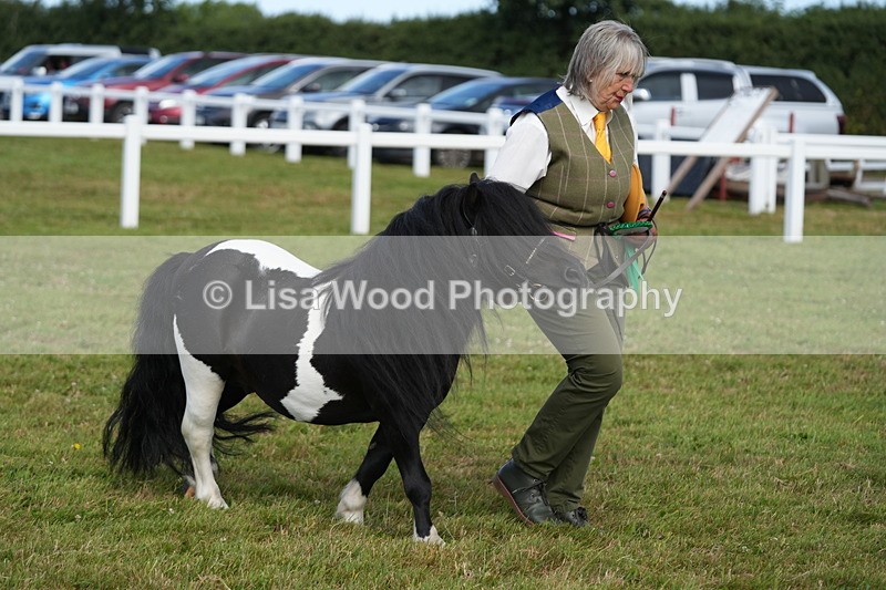 DSC05413 - Class 49: NPS Shetland 4 years and over