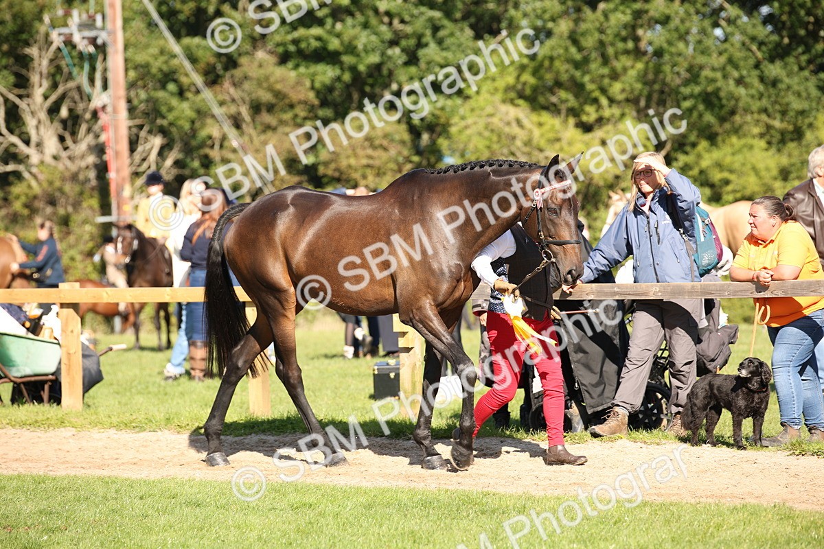 SBM_36667 - S10 - Best In Hand Horse & Pony