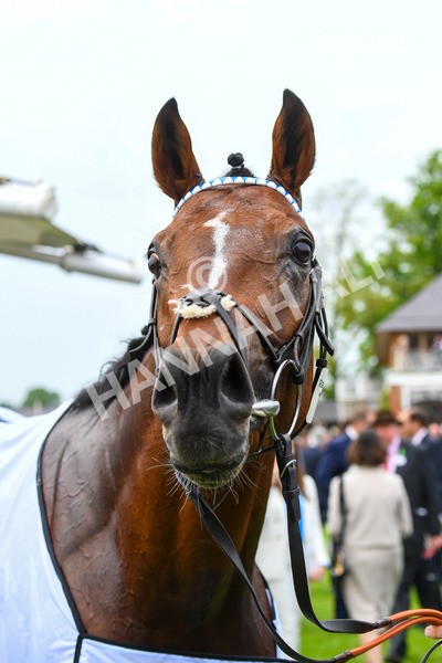 180523-Race 4-The Foxes-0579 - Race 4 3.35pm Al Basti Equiworld Dubai Dante Stakes
