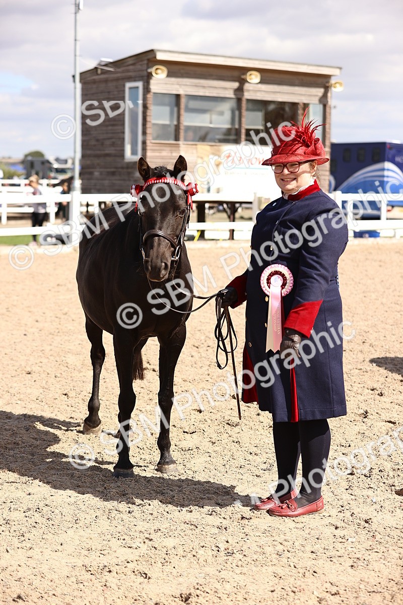 SBM_14328 - Class 411 - Prettiest Mare (IH OR Ridden) Adult