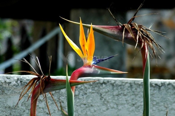Happy Family - Flowers and Plants