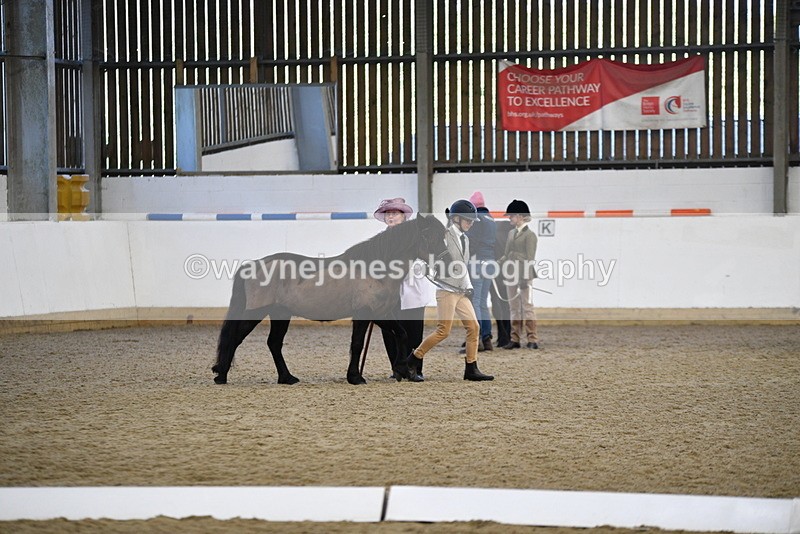 WJ5_4182 - Class 6 In hand M&M - Large Breeds