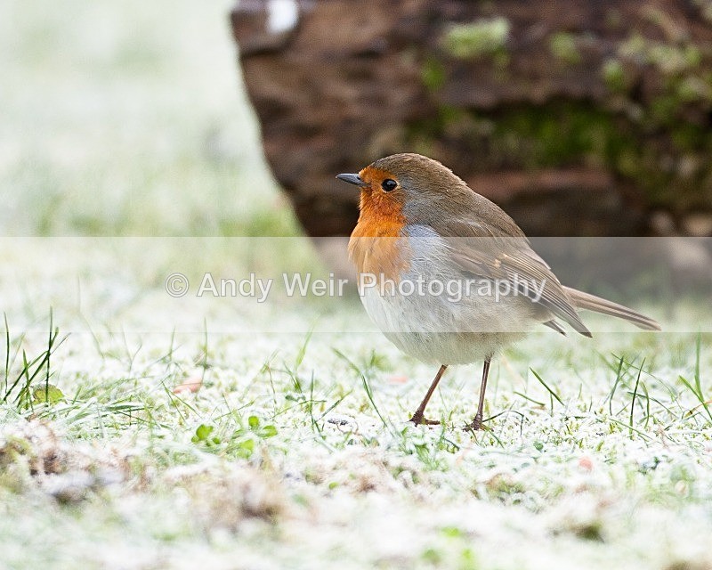 20090110-012 - Robin