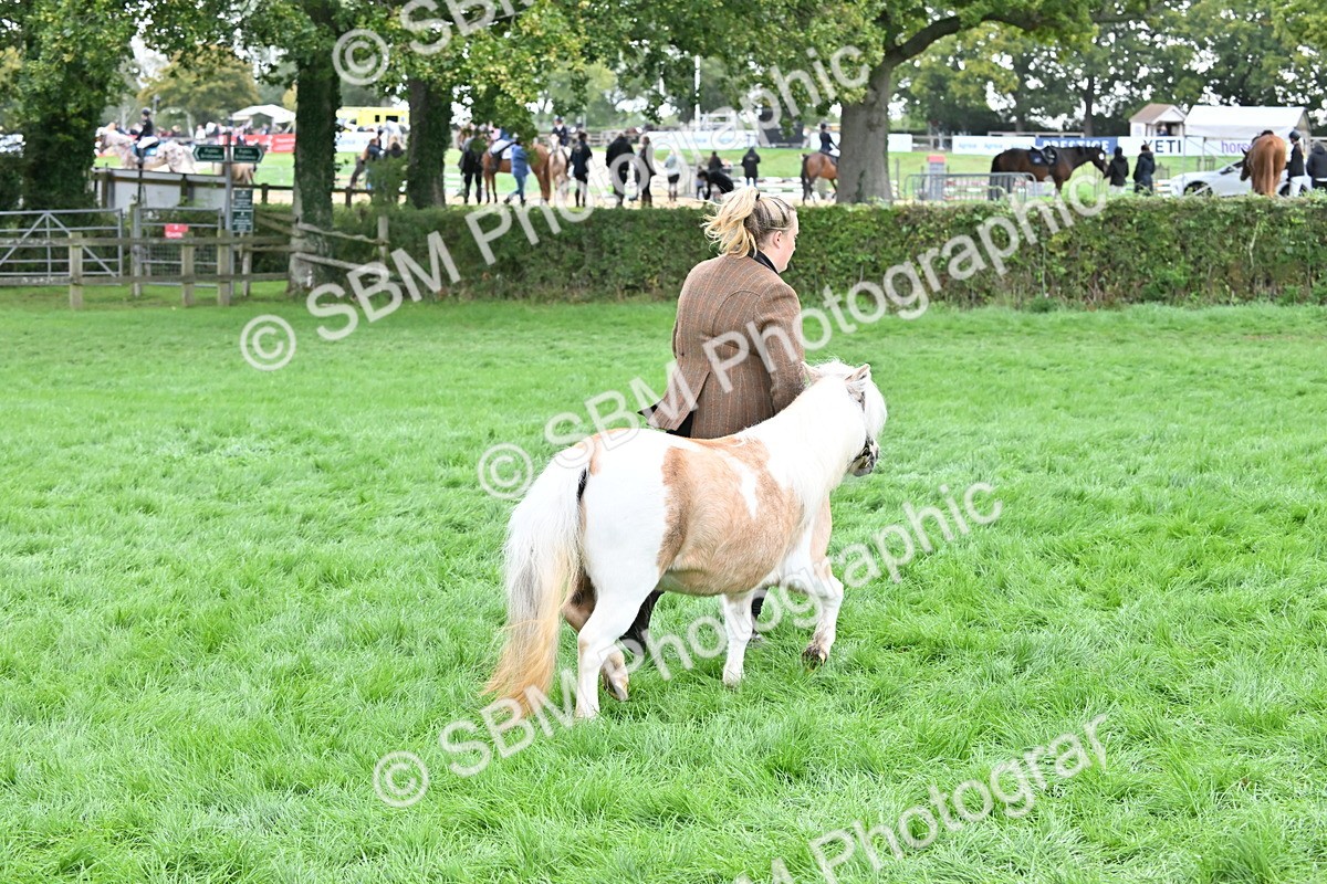 SBM_56964 - S45 - Coloured Pony In Hand