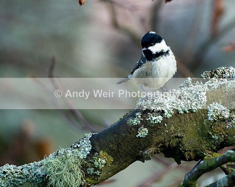 20111120-_MG_7702 - Coat Tit