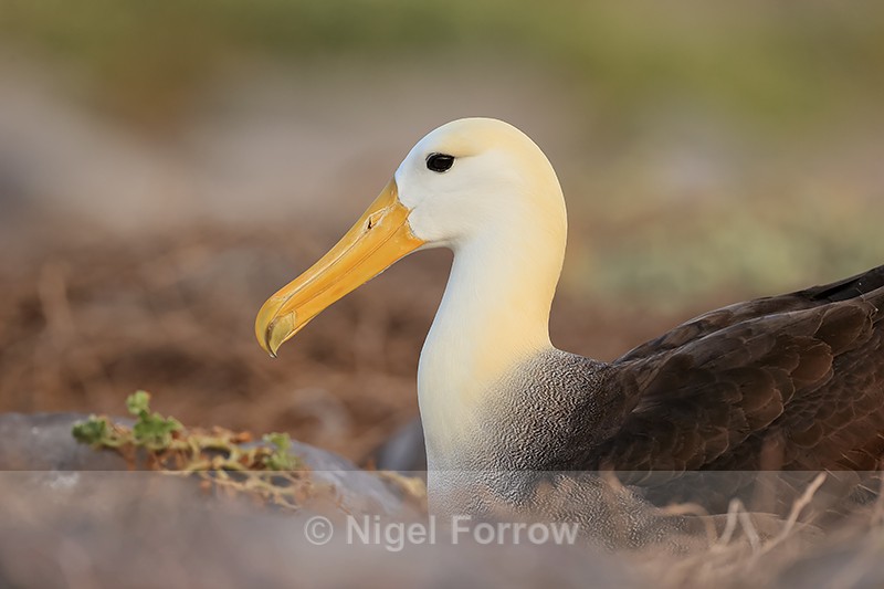 Waved Albatross sitting on ground, Espanola, Galapagos - Waved Albatross