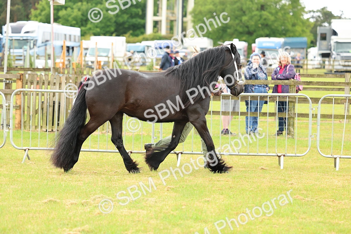 SBM_00477 - Class 58-67 - M&M Non Welsh Pony In hand