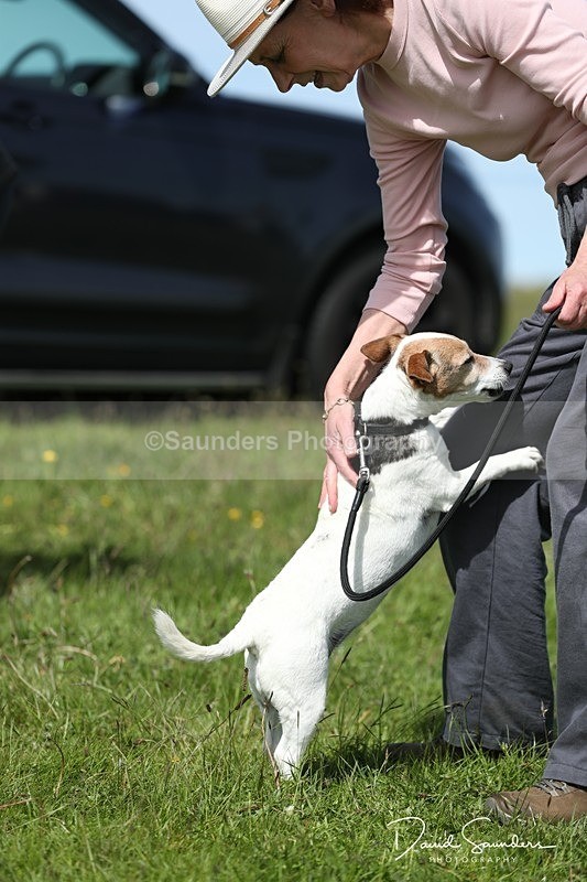 SPXX0540 - Dog show
