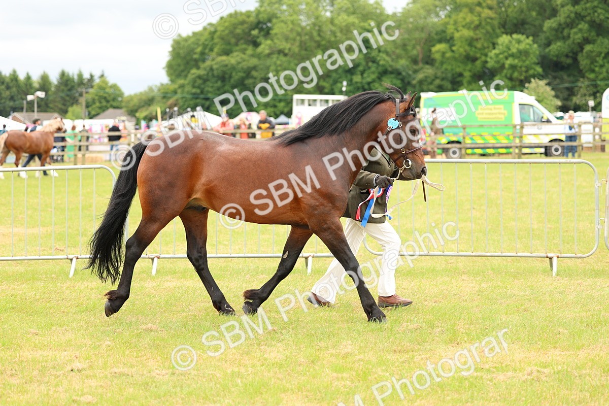 SBM_03561 - Class 58-67 - M&M Non Welsh Pony In hand