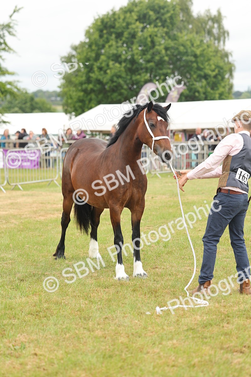 SBM_04984 - Class 50-57 - M&M Welsh Pony In Hand