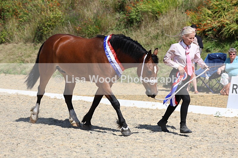 3E7A9979 - In Hand Championship