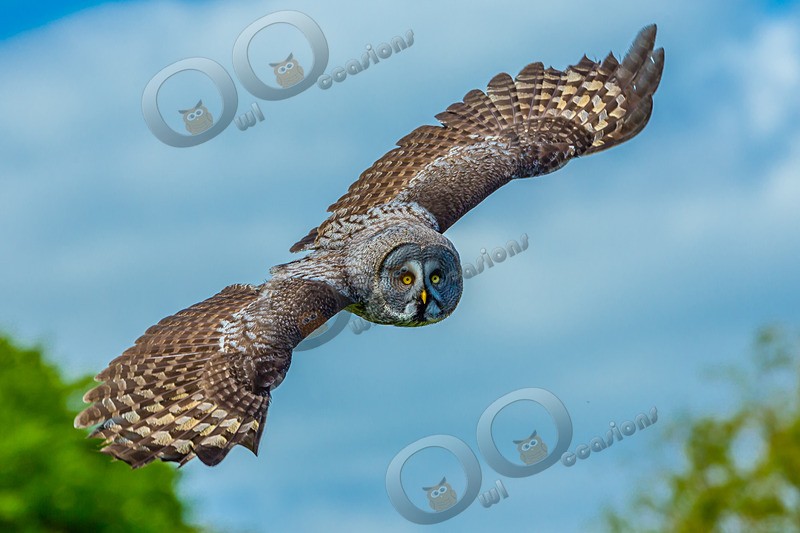 great grey owl stryx nebulosa-9289 - Owls of the World