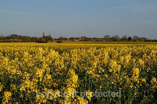 Rapeseed Field (Lincolnshire) - England