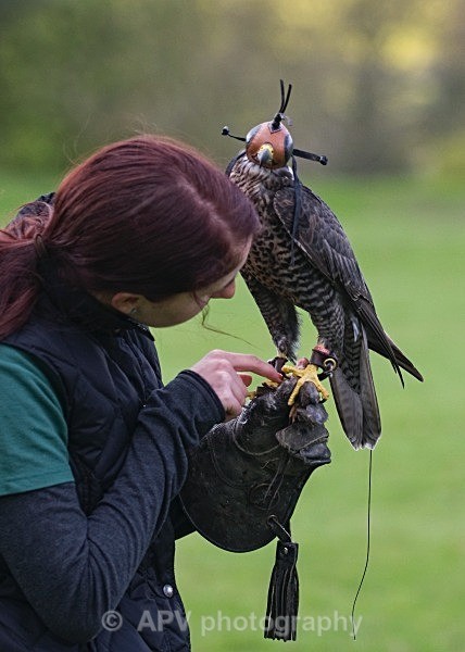 _DSC1346 - Birds of Prey Workshop