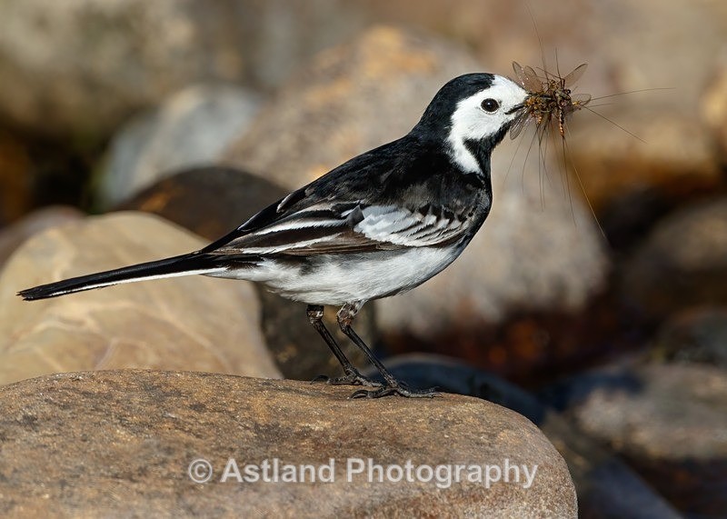 Astland Photography, Bird and Wildlife Images, Susan and Peter Wilson, U.K.