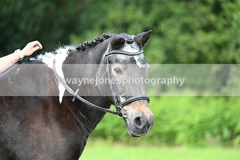 WJ7_1688 - Class 11 Condition & Turnout
