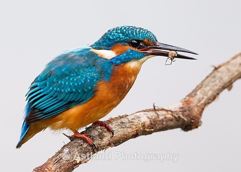 Astland Photography, Bird and Wildlife Images, Susan and Peter Wilson, U.K.