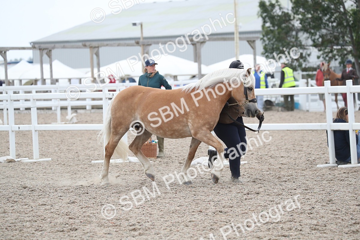 SBM_17925 - Class 317 IH Pure bred Horse/Pony