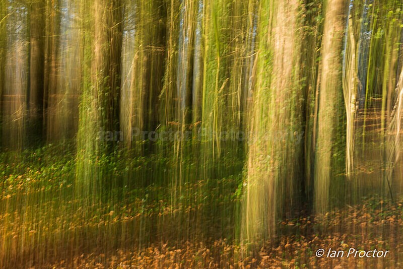 Woodland ICM Abstract - Nature