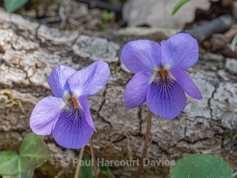 Common dog violet (Viola riviniana) also known as Wood violet - Flower Portraits