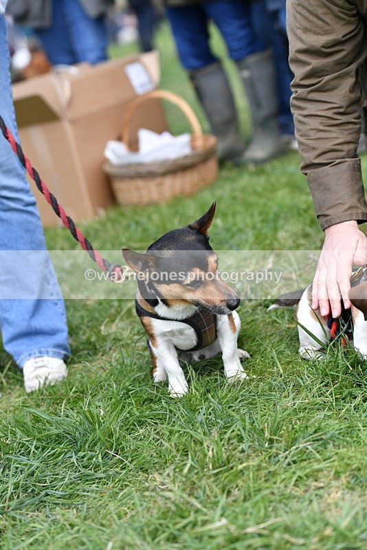 WJ5_0529 - Class 7 Best Terrier