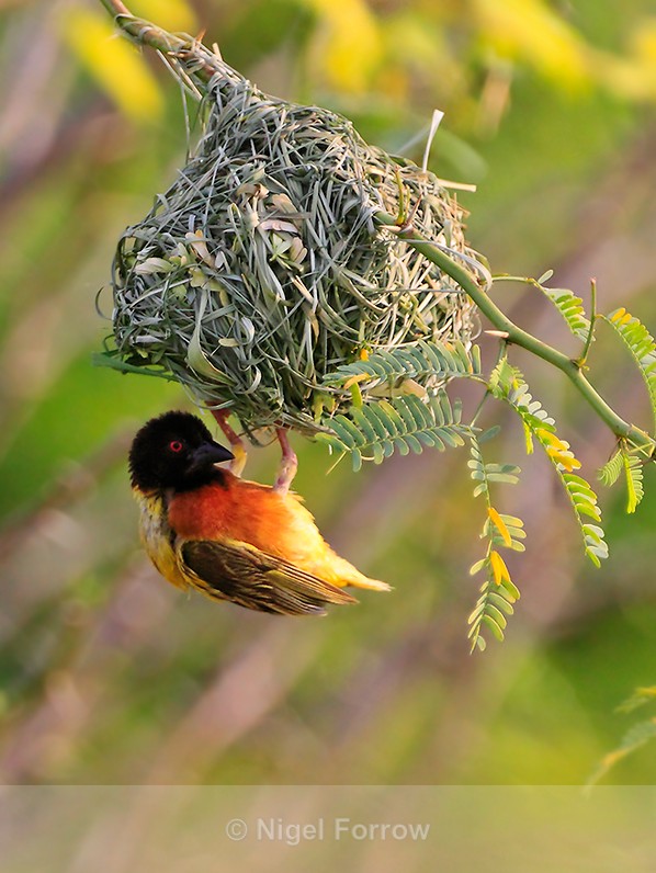 Golden-backed Weaver (male) hanging from a nest - Golden-backed Weaver