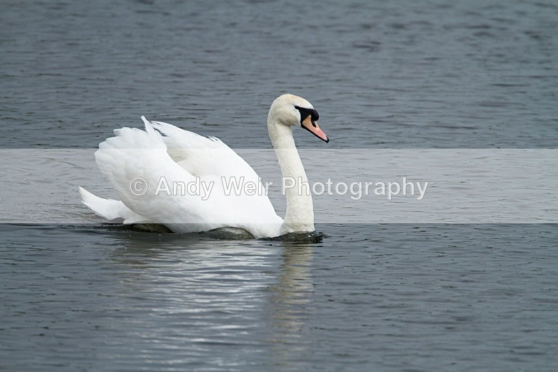 20120520-_MG_0074 - Swans