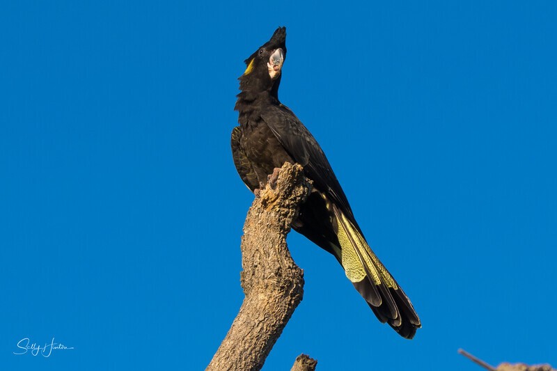 Yellow-tailed Black-cockatoo Female 6 0A3A9106 - Black Cockatoos