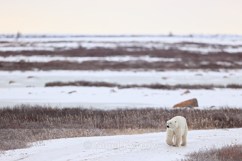 Polar Bear walking on track, Churchill, Canada - Polar Bear