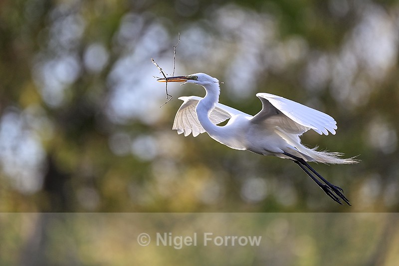 Great Egret returning to island, Venice Rookery - Great Egret
