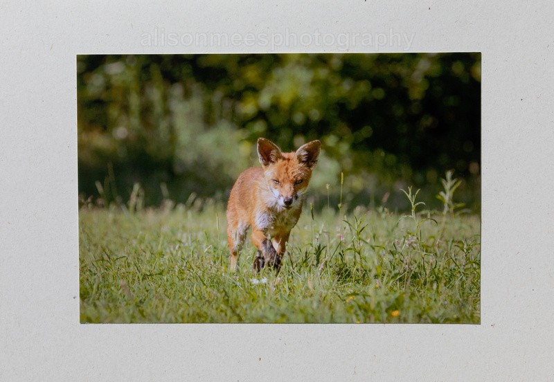 48 Curious Fox - For Sale - Handmade Cards £2.50 each