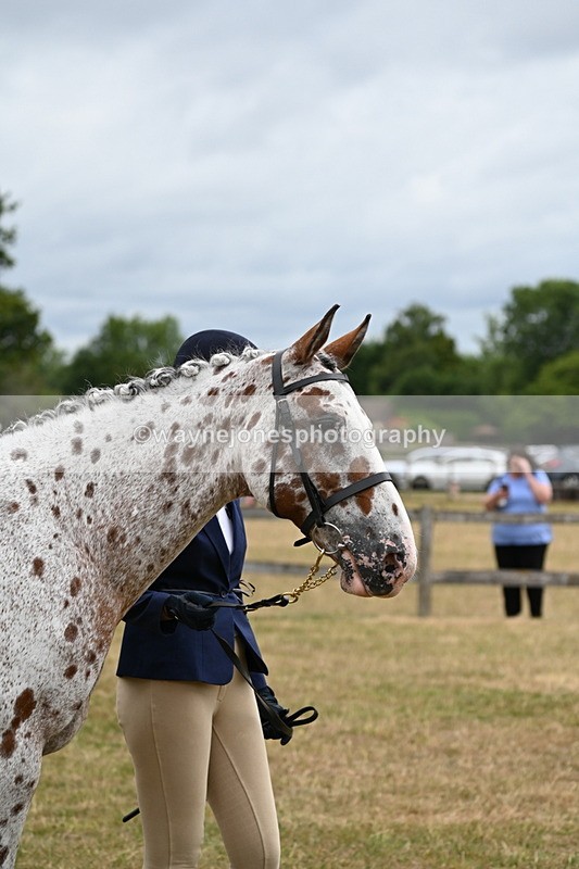 WJ6_4276 - Class 10 Coloured In-hand