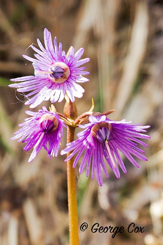 Snow Bells - Soldanella alpina