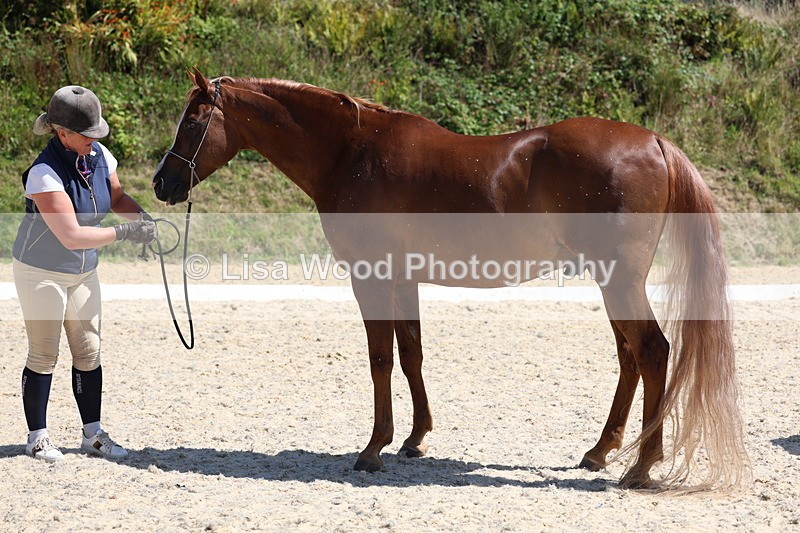 3E7A9775 - Class 33: Arab In Hand