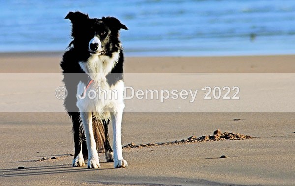 Charlie waiting patiently.. - Walking the Dog