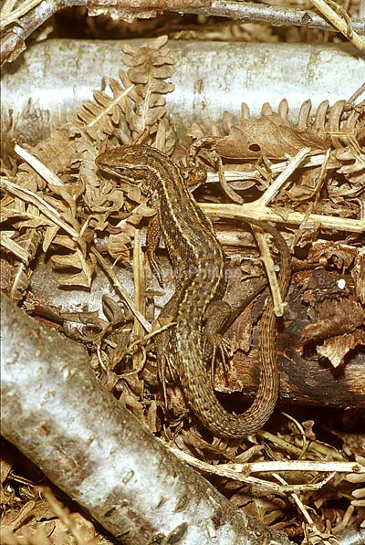 Common Lizard - Reptiles & Amphibians
