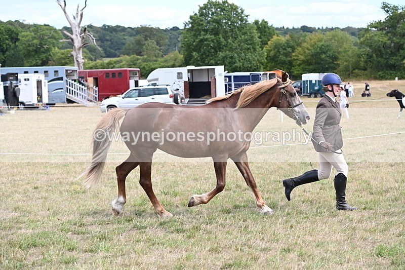 WJ6_5912 - Class 19 In-hand Veterans (Uploaded correct folder)