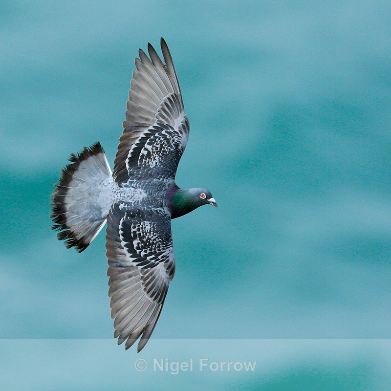 Feral Pigeon in flight at Durlston - Feral Pigeon / Rock Dove