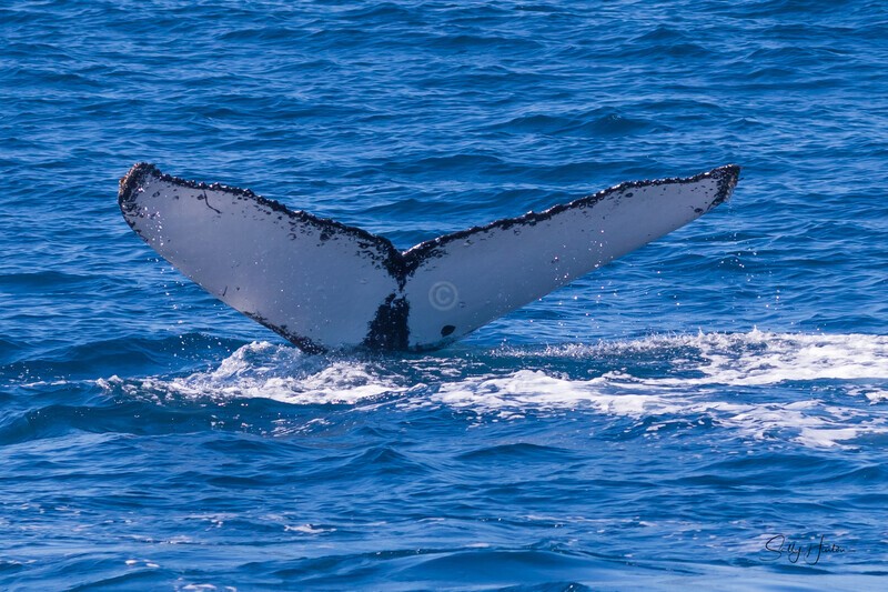 Fluke 5 0A3A4722 - Humpback Whales