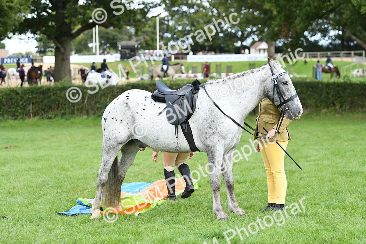 SBM_47183 - S12 - Family Horse & Pony